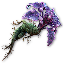 AmorMandragora