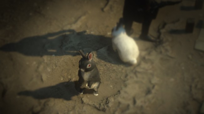 Black Rabbit Pet official media