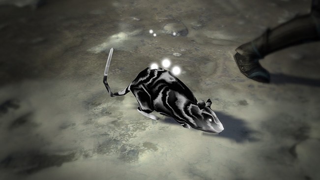 Black Rat Pet official media
