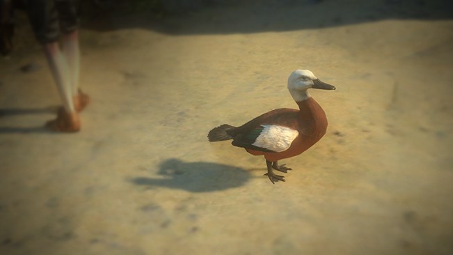 Female Paradise Duck Pet official media