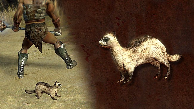 Ferret Pet official media