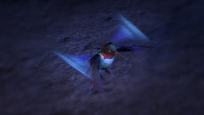 Hummingbird Pet official media