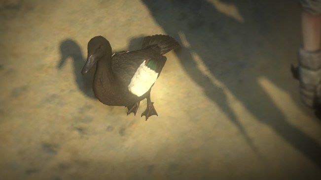 Male Paradise Duck Pet official media