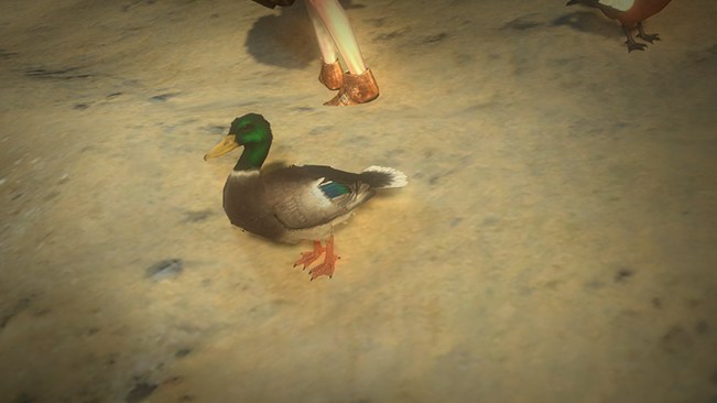 Mallard Duck Pet official media