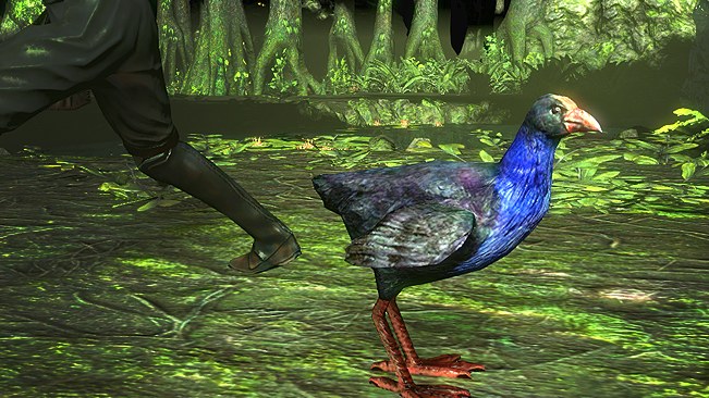 Pukeko Pet official media