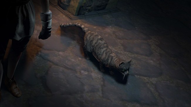 Tabby Cat Pet official media