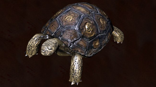 Tortoise Pet official media