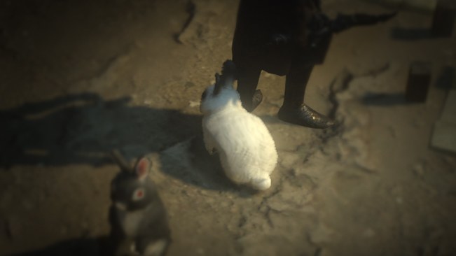 White Rabbit Pet official media